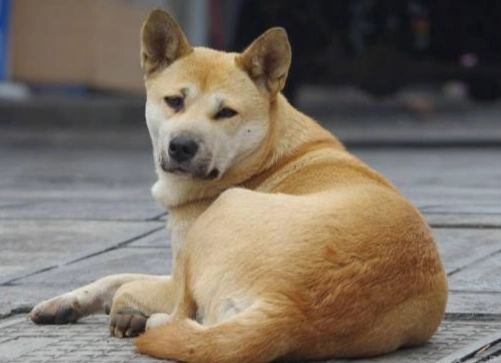 狗癬預防 狗癬預防