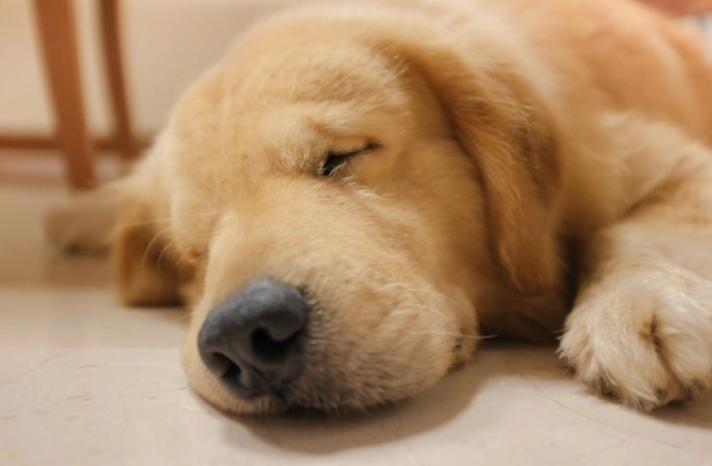 狗狗想主人 狗狗想主人
