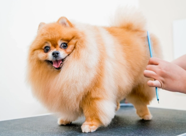 狗狗皮膚病 狗狗皮膚病