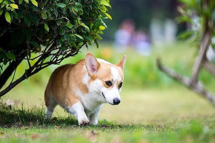人用藥膏 狗 人用藥膏 狗