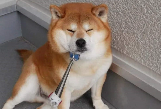 狗狗白內障症狀 狗狗白內障症狀
