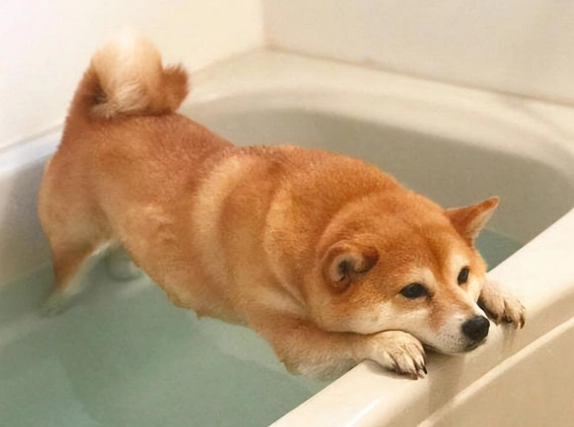 柴犬洗澡注意事項 柴犬洗澡注意事項