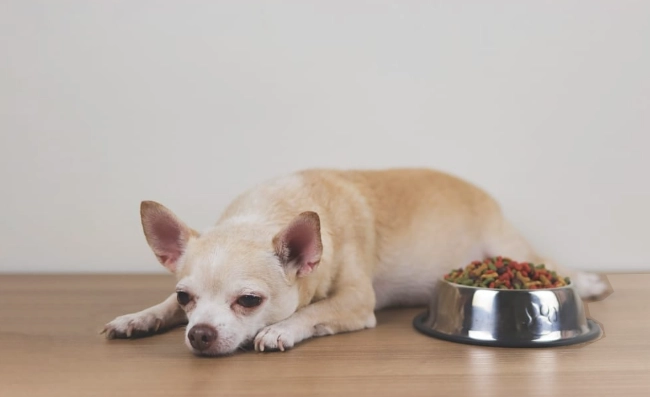 老年犬飲食問題 老年犬飲食問題
