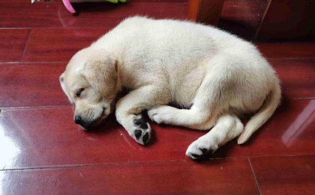 犬白內障費用 犬白內障費用