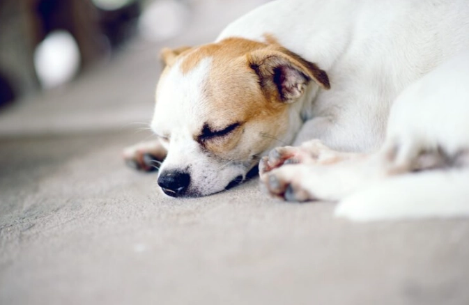 老年犬護理 老年犬護理