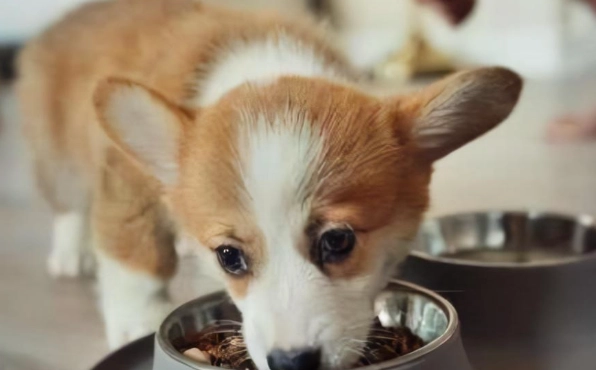 老年犬飲食 老年犬飲食