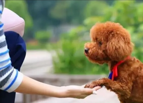 如何知道狗狗認主人 如何知道狗狗認主人