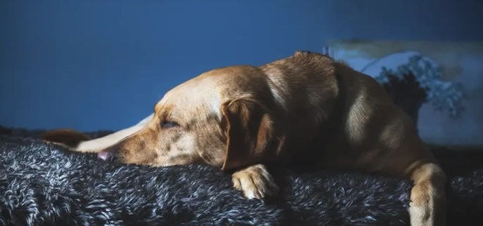 老年犬吠叫處理 老年犬吠叫處理