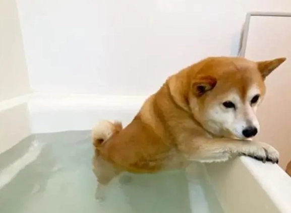 柴犬洗澡頻率 柴犬洗澡頻率