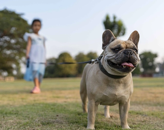 北部帶狗一日遊終極指南：行程規劃、寵物友善景點與必備清單