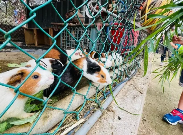 餵動物門票 餵動物門票