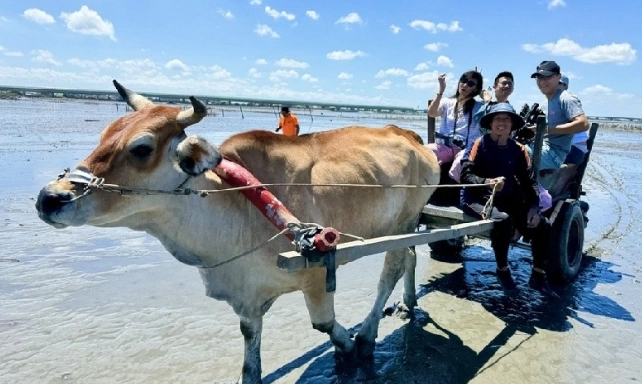 澎湖採蚵活動 澎湖採蚵活動