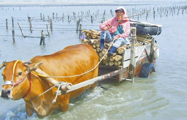 澎湖採蚵活動 澎湖採蚵活動