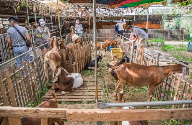 餵動物門票 餵動物門票