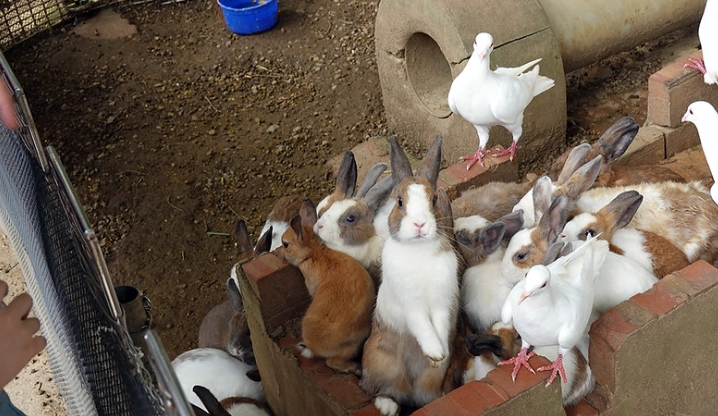 餵動物門票 餵動物門票