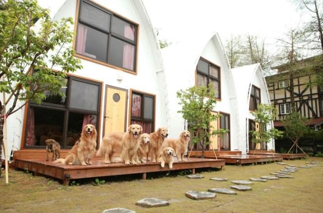 帶寵物住宿南投 帶寵物住宿南投