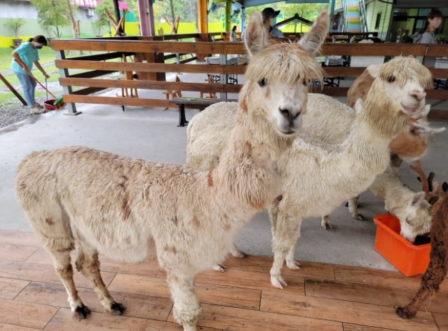 動物農場推薦