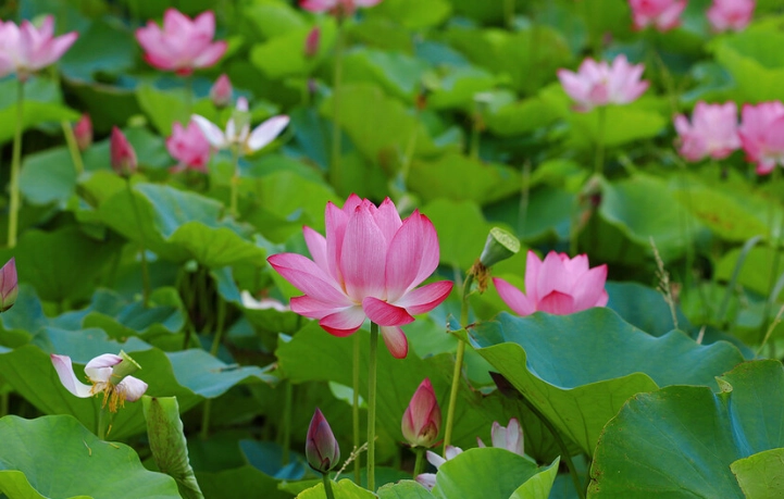 觀音蓮花季 觀音蓮花季