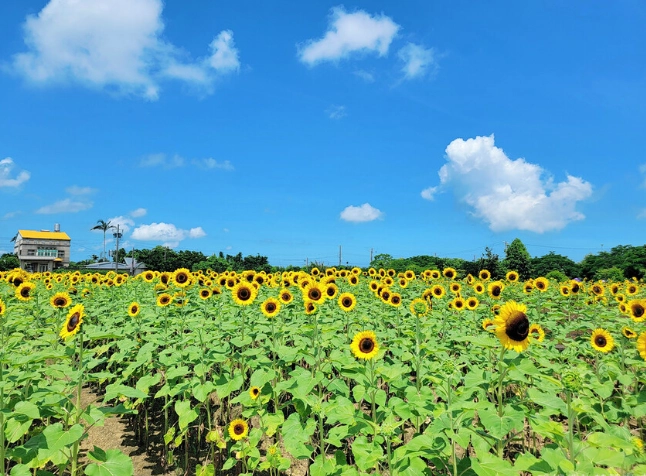 桃園觀音景點一日遊攻略：濱海秘境、農場體驗、蓮花季全收錄