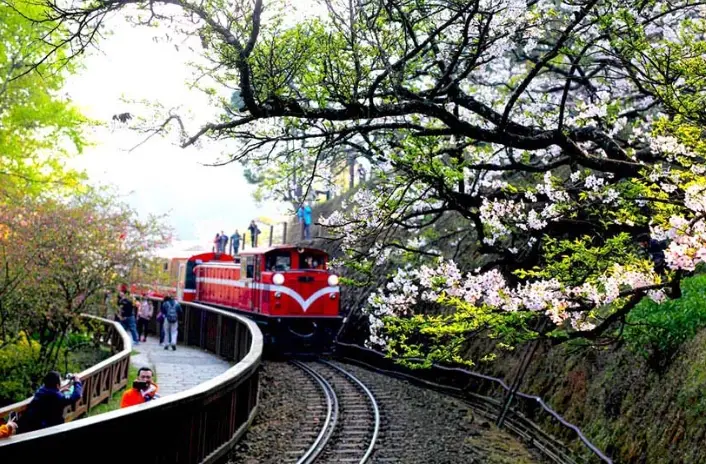 阿里山旅遊攻略 阿里山旅遊攻略