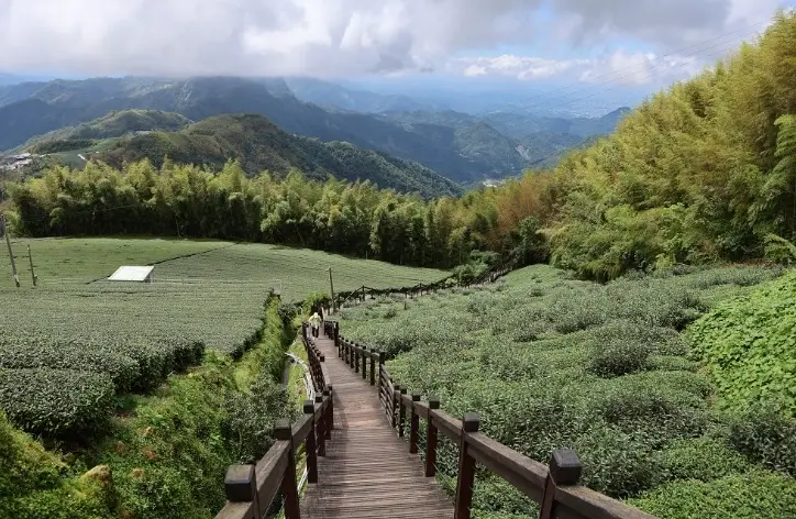 阿里山三天兩夜 阿里山三天兩夜