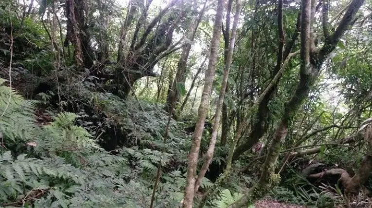 初音山步道 初音山步道