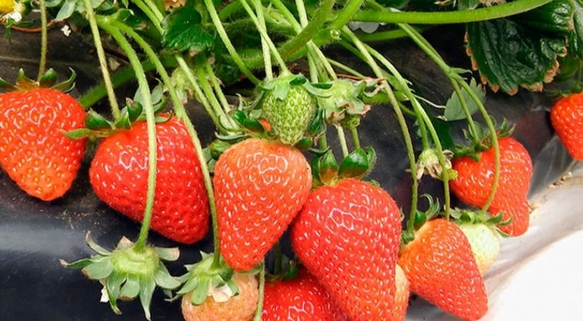 大湖草莓季 大湖草莓季