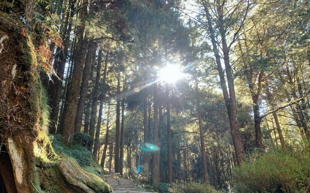 阿里山寵物規定 阿里山寵物規定