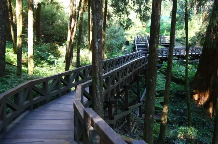 阿里山國家森林遊樂區 狗 阿里山國家森林遊樂區 狗