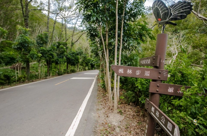 知本林道健行全攻略：路線、交通、景點與安全指南