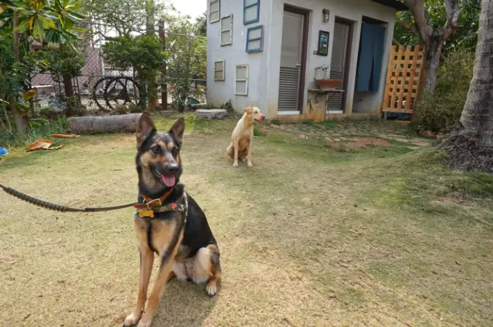 墾丁寵物住宿 墾丁寵物住宿