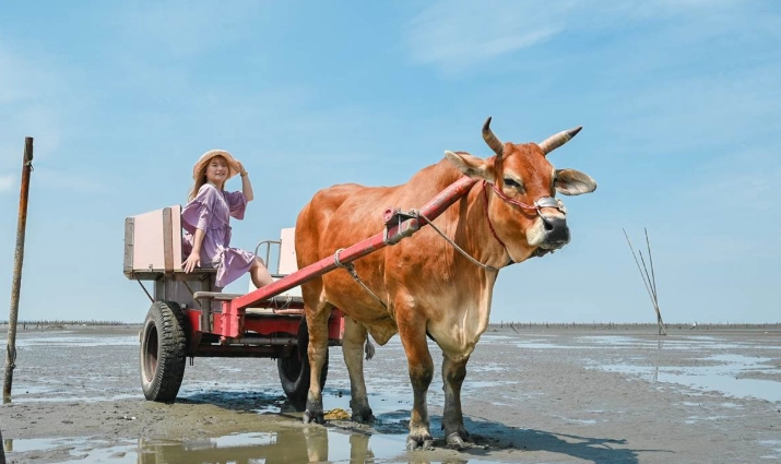 海牛車體驗 海牛車體驗