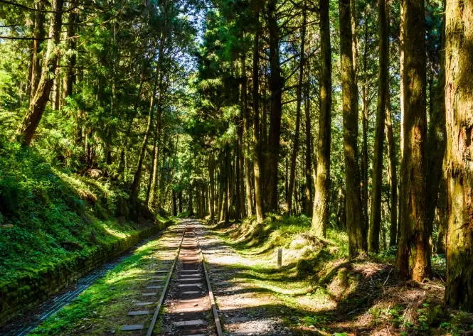 阿里山開車路線 阿里山開車路線