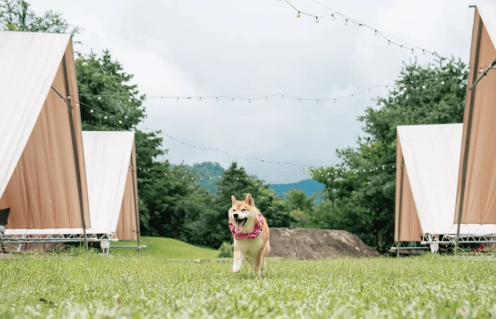 阿里山寵物友善 阿里山寵物友善