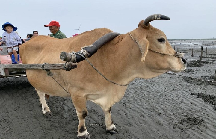 海牛車體驗 海牛車體驗