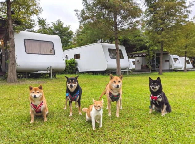 阿里山帶狗住宿 阿里山帶狗住宿