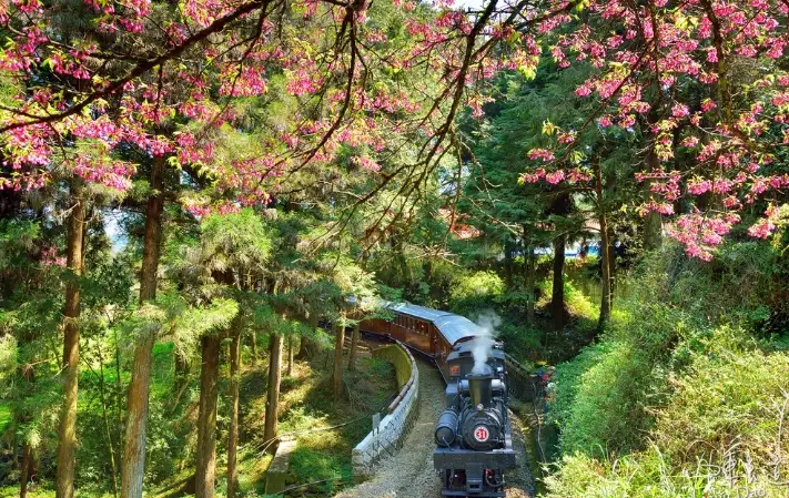 阿里山寵物規定 阿里山寵物規定