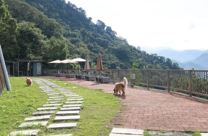 阿里山寵物住宿推薦 阿里山寵物住宿推薦