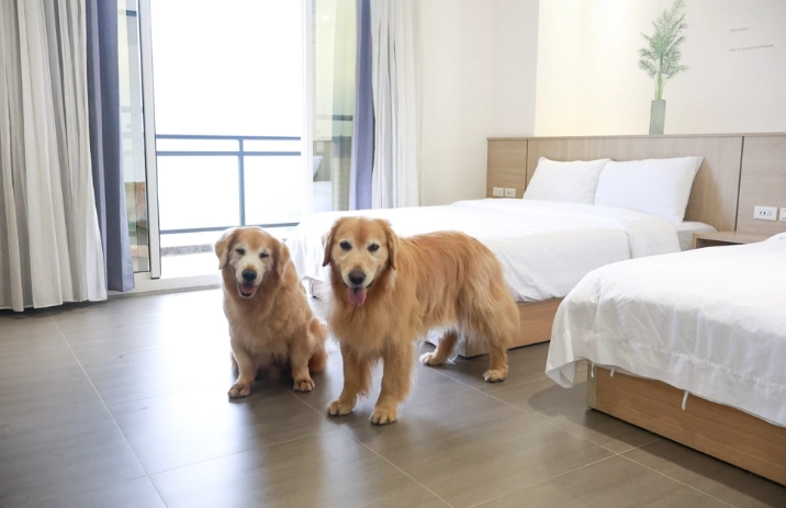 帶狗住宿阿里山 帶狗住宿阿里山