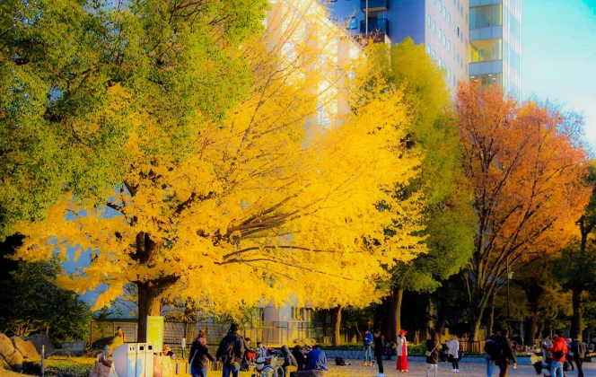 上野紅葉觀賞 上野紅葉觀賞