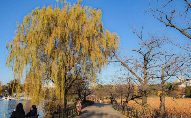 上野公園楓葉全攻略：觀賞時間、交通路線與隱藏景點一次掌握