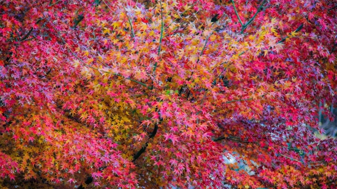 上野紅葉觀賞 上野紅葉觀賞