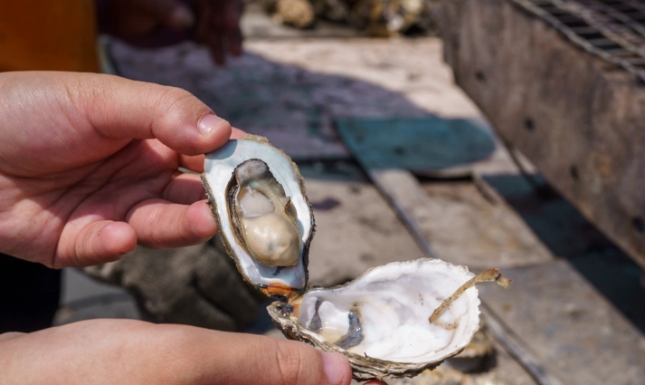 採蚵體驗季節完整指南：最佳季節、地點、行程規劃與安全須知