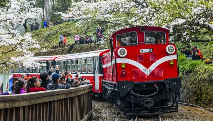 帶寵物搭阿里山小火車全攻略：毛孩友善旅行指南