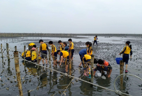 王功潮間帶生態之旅全攻略：路線、生物與必備裝備一次看