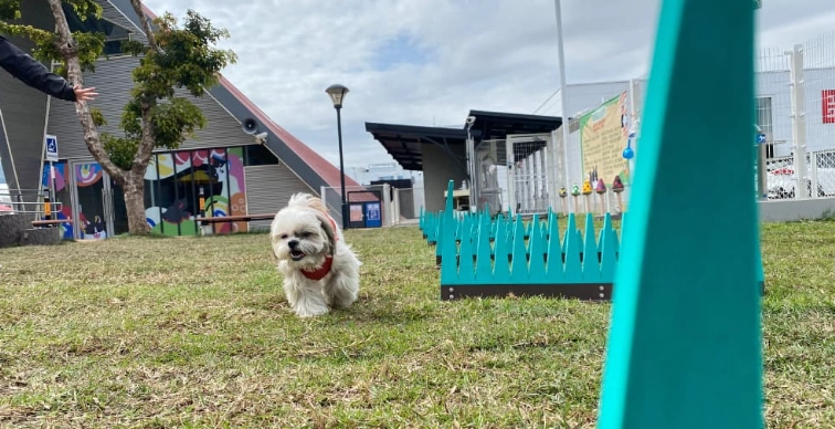瘋狂尾巴寵物遊樂園全攻略：帶毛小孩放電的終極指南