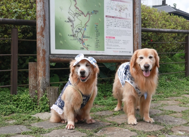 阿里山帶狗 阿里山帶狗
