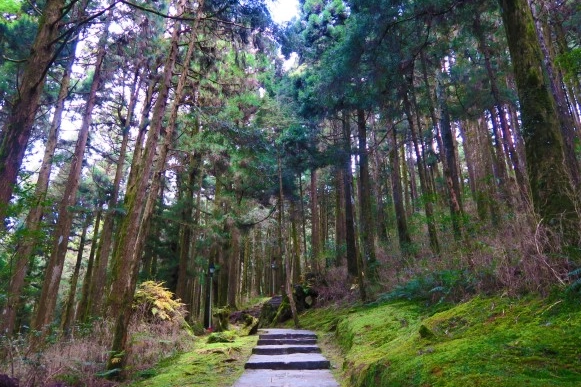 阿里山帶狗 阿里山帶狗