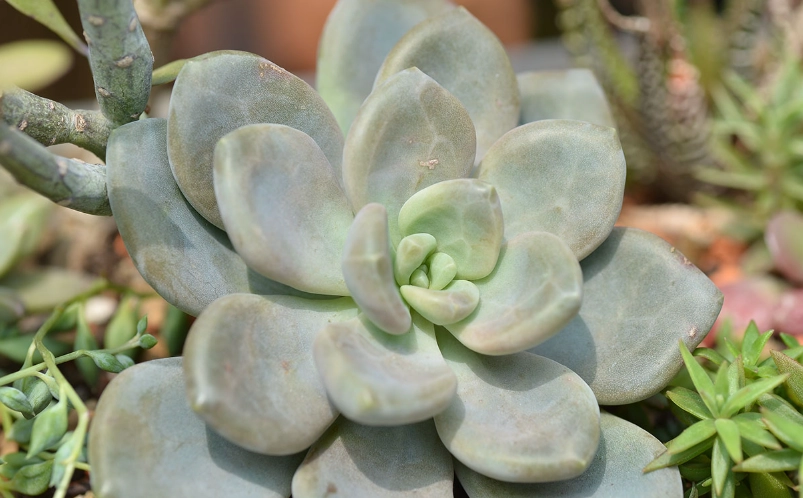 多肉植物照顧