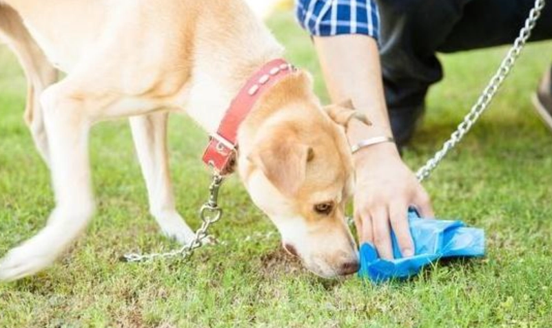 狗狗亂吃塑膠怎麼辦？獸醫教你緊急處理與預防方法